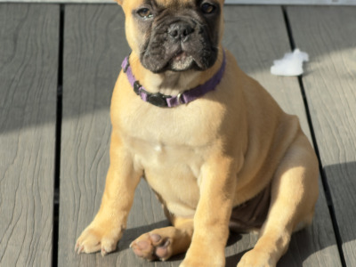 4 French Bulldog puppies in Dublin fully vaccinated 10/10/26 (Males are sold)