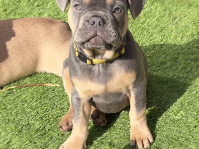 4 French Bulldog puppies in Dublin fully vaccinated 10/10/26 (Males are sold)