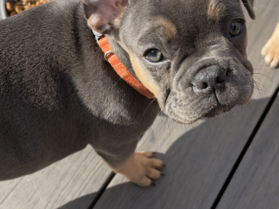 4 French Bulldog puppies in Dublin fully vaccinated 10/10/26 (Males are sold)