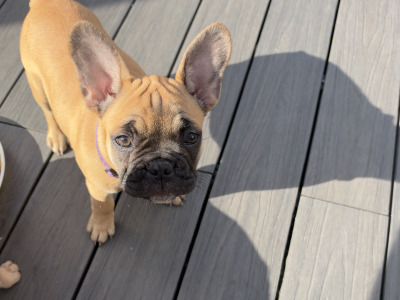 4 French Bulldog puppies in Dublin fully vaccinated 10/10/26 (Males are sold)
