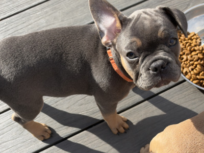 4 French Bulldog puppies in Dublin fully vaccinated 10/10/26 (Males are sold)