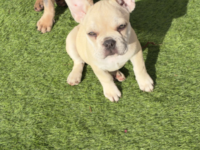 4 French Bulldog puppies in Dublin fully vaccinated 10/10/26 (Males are sold)