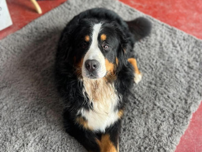 Saint Bernese puppies (St Bernard x Bernese Mountain Dog) in Louth