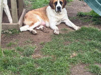 Saint Bernese puppies (St Bernard x Bernese Mountain Dog) in Louth