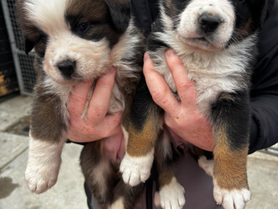 Saint Bernese puppies (St Bernard x Bernese Mountain Dog) in Louth