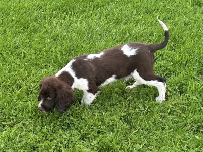 IKC Registered Springer Spaniel puppies for sale in Offaly