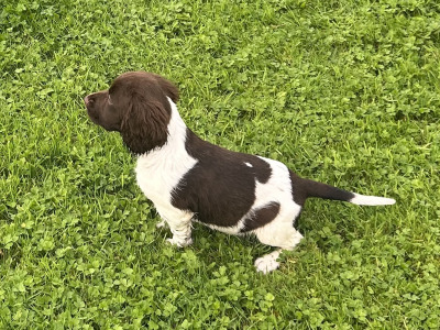 IKC Registered Springer Spaniel puppies for sale in Offaly