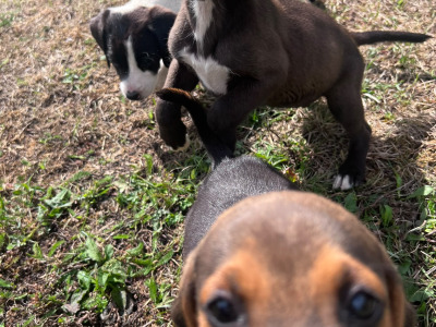 Beautiful 14 week old Beagle x Jack Russell puppies for sale in Laois