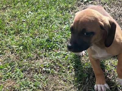 Beautiful 14 week old Beagle x Jack Russell puppies for sale in Laois