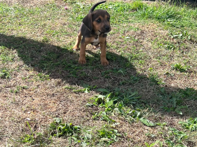 Beautiful 14 week old Beagle x Jack Russell puppies for sale in Laois