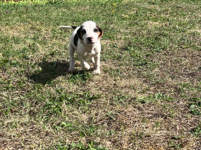 Beautiful 14 week old Beagle x Jack Russell puppies for sale in Laois