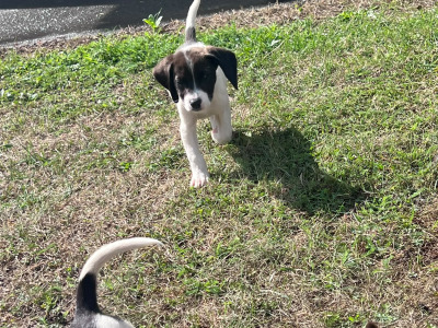 Beautiful 14 week old Beagle x Jack Russell puppies for sale in Laois