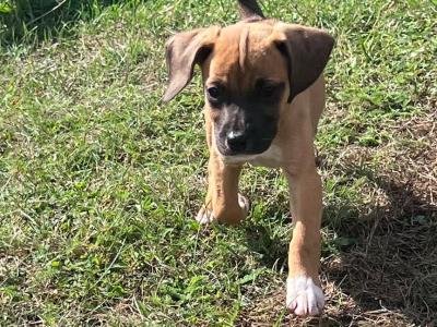 Beautiful 14 week old Beagle x Jack Russell puppies for sale in Laois