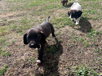 Beautiful 14 week old Beagle x Jack Russell puppies for sale in Laois