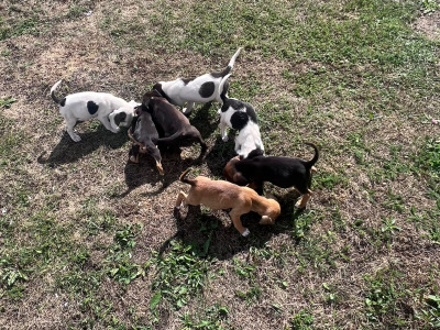 Beautiful 14 week old Beagle x Jack Russell puppies for sale in Laois