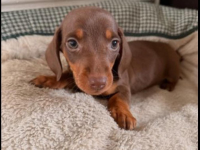 Dachshund puppies in Dublin