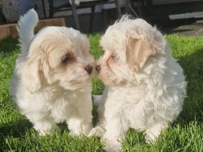 Maltese Cross puppies in Carlow