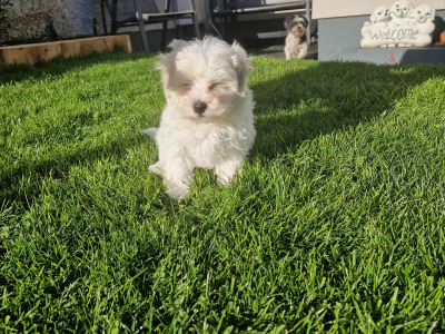 Maltese Cross puppies in Carlow