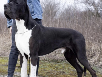 Exceptional pedigree IKC Registered female Great Dane puppy in Dublin