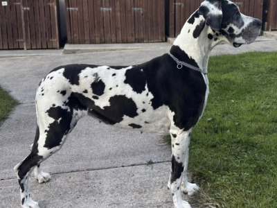 Exceptional pedigree IKC Registered female Great Dane puppy in Dublin