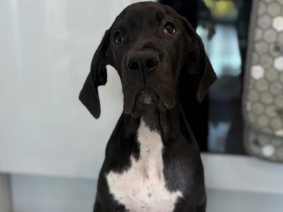 Exceptional pedigree IKC Registered female Great Dane puppy in Dublin