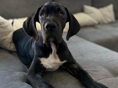 Exceptional pedigree IKC Registered female Great Dane puppy in Dublin