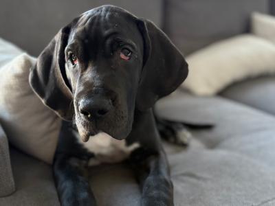 Exceptional pedigree IKC Registered female Great Dane puppy in Dublin