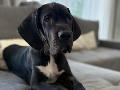 Exceptional pedigree IKC Registered female Great Dane puppy in Dublin