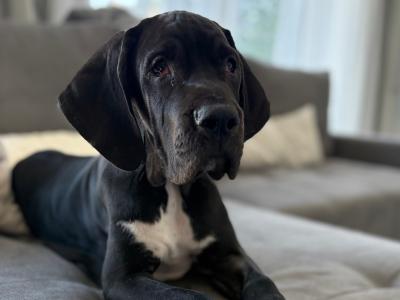 Exceptional pedigree IKC Registered female Great Dane puppy 4 months old in Dublin