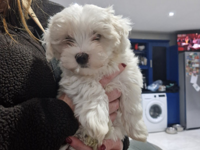 Maltese Cross puppies in Carlow