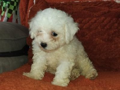 Two female Bichon Frise puppies 9 weeks old in Kildare