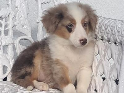 Blue Merle Border Collie puppies in Offaly