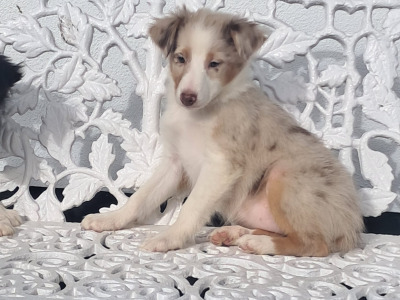 Blue Merle Border Collie puppies in Offaly