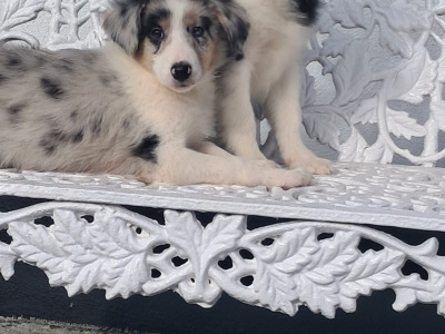 Blue Merle Border Collie puppies in Offaly