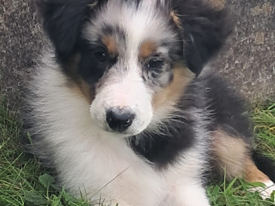 Blue Merle Border Collie puppies in Offaly