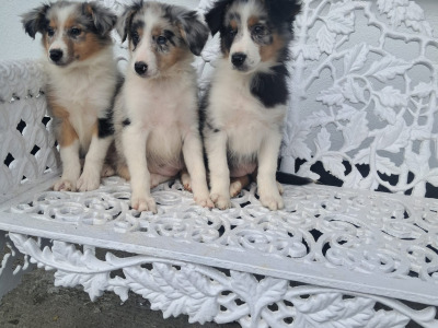 Blue Merle Border Collie puppies in Offaly