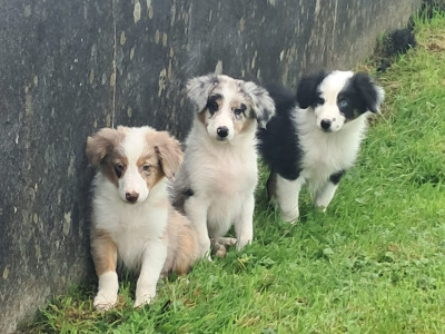 Blue Merle Border Collie puppies in Offaly