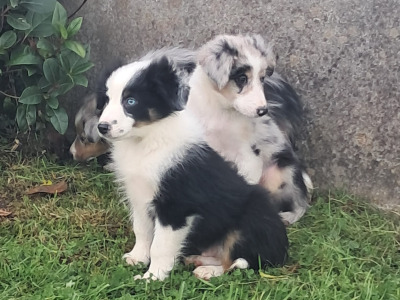 Blue Merle Border Collie puppies in Offaly