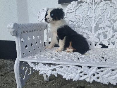 Blue Merle Border Collie puppies in Offaly