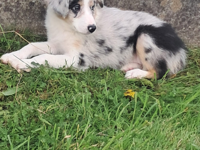 Blue Merle Border Collie puppies in Offaly