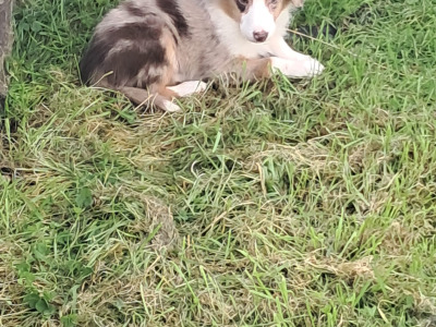 Blue Merle Border Collie puppies in Offaly