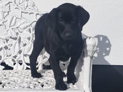 Labrador puppies in Offaly