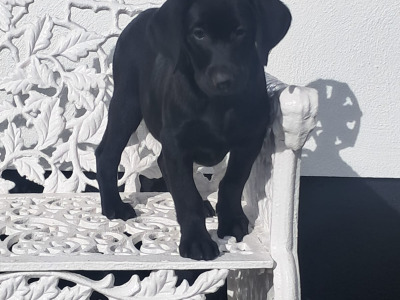 Labrador puppies in Offaly