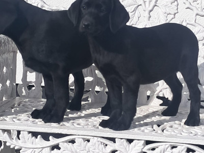 Labrador puppies in Offaly