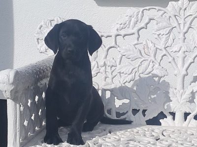 Labrador puppies in Offaly
