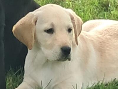 Labrador puppies in Offaly