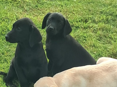 Labrador puppies in Offaly