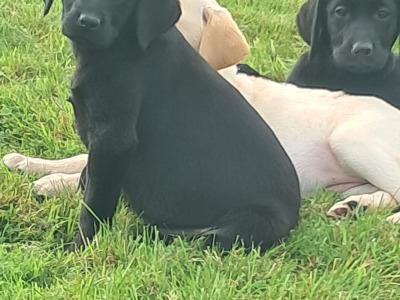 Labrador puppies in Offaly
