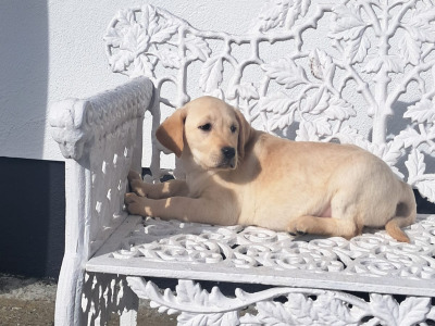 Labrador puppies in Offaly