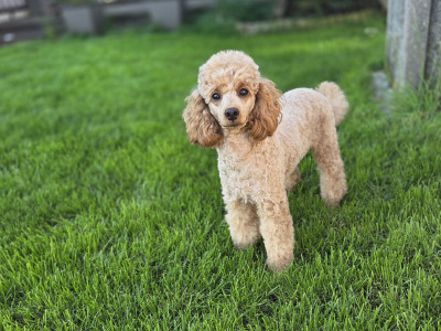 KC Registered Toy Poodle puppies in Donegal